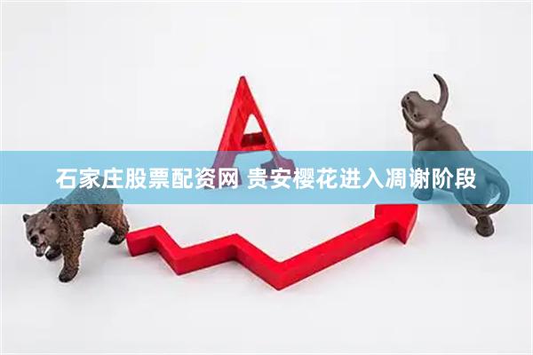 石家庄股票配资网 贵安樱花进入凋谢阶段